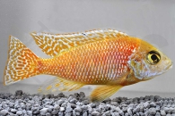 010499_Aulonocara-spec-gold-fin_01