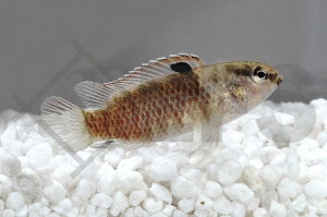 010500_Badis-singenensis-spec-buxar_Roter-Zwergblaubarsch_01