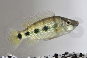 010502_Hemichromis-elongatus_Fuenffleck-Buntbarsch_01