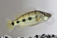 010502_Hemichromis-elongatus_Fuenffleck-Buntbarsch_01