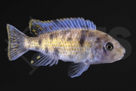 010503_Labeotropheus-fuelleborni_Schabemundbuntbarsch_01