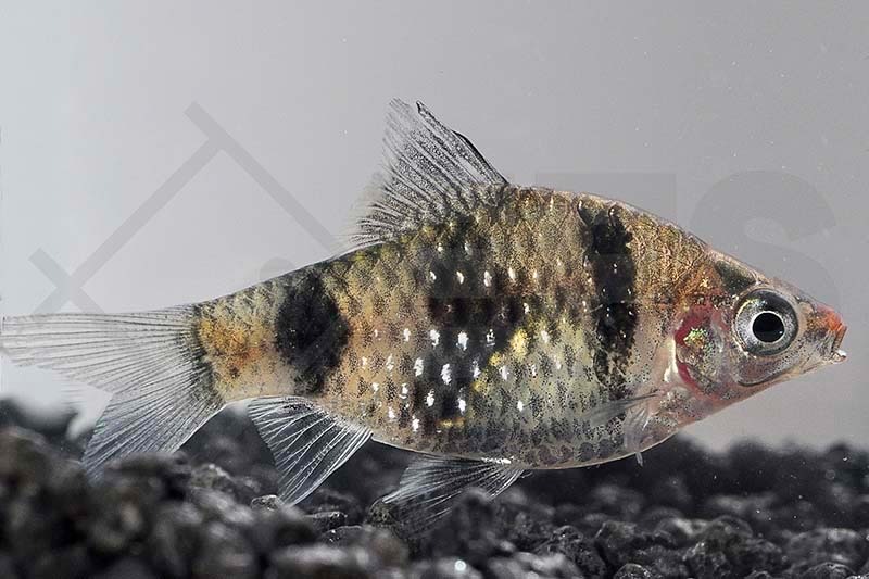 Barbus nigrofasciatus EFS Partner des Zoofachhandels