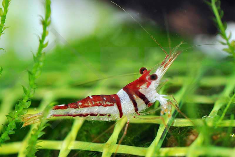 Caridina cf. woltereckae EFS Partner des Zoofachhandels