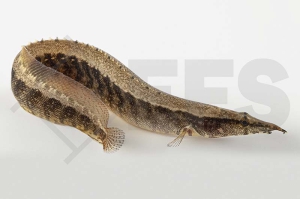 070019_Macrognathus-circumcinctus_Guertelstachelaal_01