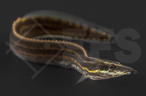 070020_Mastacembelus-erythrotaenia_Feuerstachelaal_01