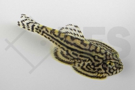 070028_Sewellia-lineolata_Goldstreifenflossensauger_01