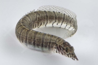 070029_Macrognathus-zebrinus_Zebrastachelaal_02