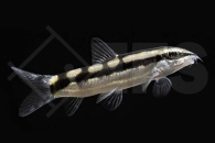 070030_Botia-sidthimunki_Schachbrettschmerle_01