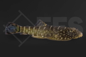 070042_Gastromyzon-sp_Flossensauger-green-tiger_01