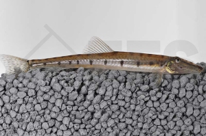 070053_Acantopsis-dialuzona_Pferdekopfschmerle_01