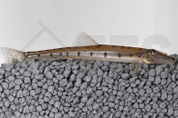 070053_Acantopsis-dialuzona_Pferdekopfschmerle_01