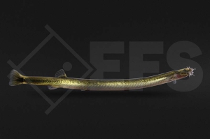 070067_Pangio-anguillaris_Aal-Dornauge_01