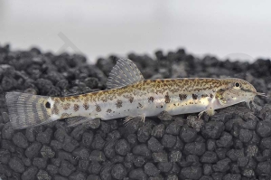 070069_Lepidocephalithys-thermalis_Indischer-Steinbeisser_01