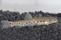 070069_Lepidocephalithys-thermalis_Indischer-Steinbeisser_01