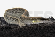 070072_Mastacembelus-armatus-flavus_Riesenstachelaal_01