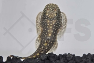 070075_Gastromyzon-punctulatus_Punktierter-Flossensauger_01