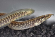 070121_Afromastocembelus-frenatus_Afrikanischer-Stachelaal_01