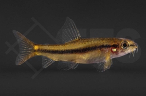 070140_Tuberoschistura-arakanensis_Rosy-Zwergschmerle_01