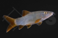 070154_Yasuhikotakia-lecontei_Rotflossenschmerle_02