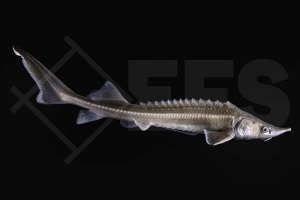 140001_Acipenser-ruthenus_Sterlet_natur_02