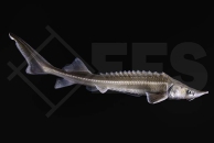 140001_Acipenser-ruthenus_Sterlet_natur_02