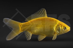 140005_Carassius-auratus_Goldfisch-zitronengelb_01