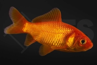 140011_Carassius-auratus_goldfisch_tiefrot_03