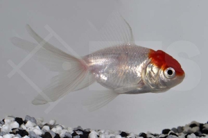 140015_Carassius-auratus_Rotkopforanda_01