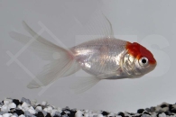 140015_Carassius-auratus_Rotkopforanda_01