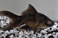 140021_Carassius-auratus_Schleierschwanz-schwarz_01