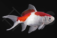 140025_Carassius-auratus_Sarassa-rot-weiss_01