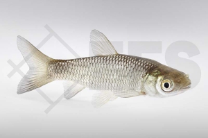 140027_Ctenopharyngodon-idella_Graskarpfen_01