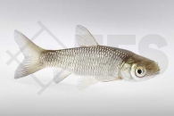 140027_Ctenopharyngodon-idella_Graskarpfen_01