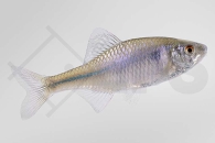 140053_Rhodeus-amarus_Bitterling_02