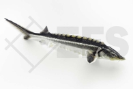 140057_Acipenser-gueldenstaedtii_Waxdick_01