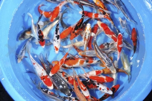 140061_Cyprinus-carpio_Koi-A-MIX_01