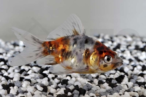 140062_Carassius-auratus_Schleierschwanz-Calico_01