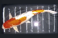 140091_Cyprinus-carpio_Koi-A-MIX--handverlesen_01