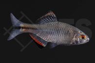 140100_Paratanakia_himantegus_Chinesischer-Bitterling_01