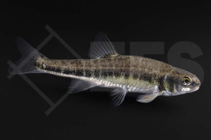 140113_Phoxinus-phoxinus_Elritze_01