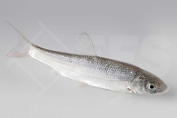 140151_Chondrostoma-nasus_Nase_01