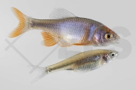 140157_Cyprinella-lutrensis_Amerikanische-Rotflossenorfe_02