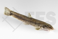 140160_Barbatula-barbatula_Bachschmerle_01