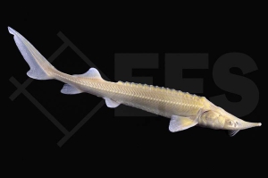 140161_Acipenser-ruthenus_Sterlet_albino_02