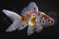 140167_Carassius-auratus_schleierschwanz_calico_03