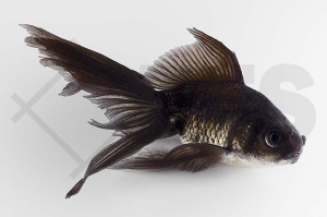 140168_Carassius-auratus_schleierschwanz_schwarz_03