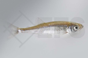 140179_Leucaspius-delineatus_Moderlieschen_01