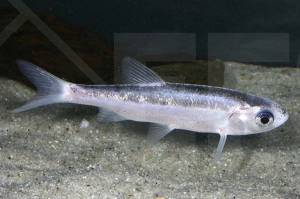 140180_Leuciscus-idus_Silberorfe_01