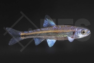 140183_Notropis-chrosomus_Regenbogenelritze_01