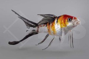 140185_koi_butterfly_01